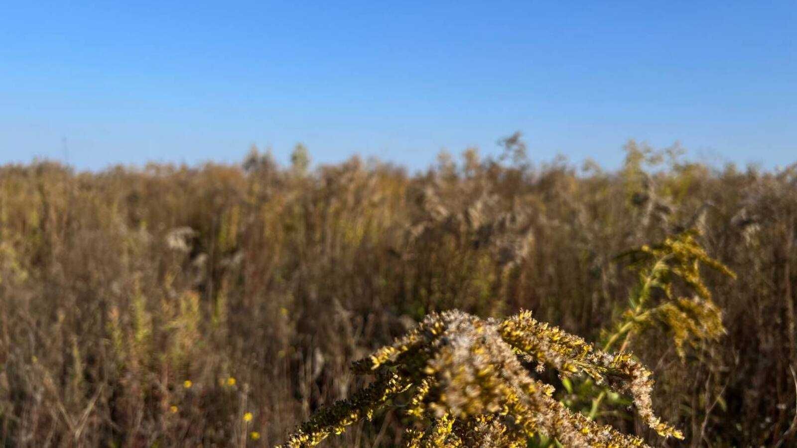 Продається земельна ділянка в с. Агрономічне