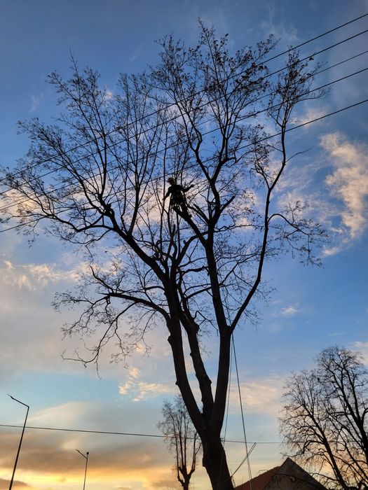 Ścinka, wycinka drzew trudnych, rębakowanie gałęzi, usuwanie pni