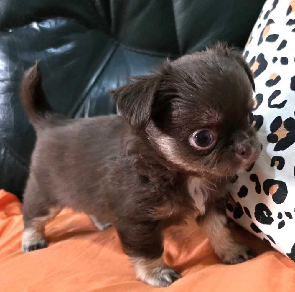 Chihuahua Fêmea, Cor chocolate afogueado. Pêlo comprido.