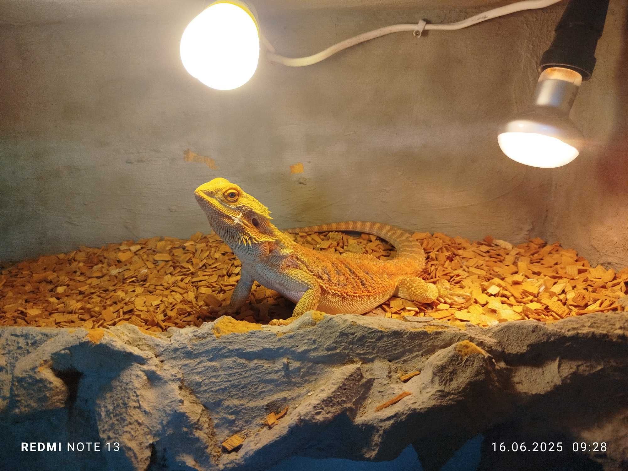 Agama Brodata 3 lata plus terrarium