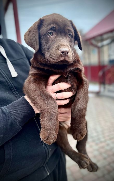 Шоколадний лабрадор