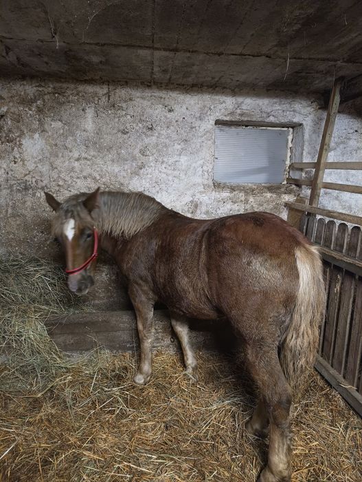 Sprzedam zrebowke klacz.