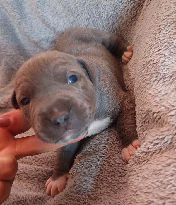 Piesek, American Staffordshire Terrier, Amstaff