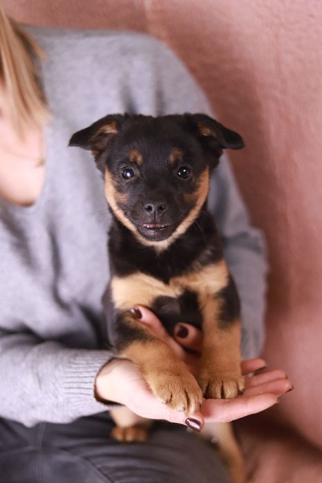 Misio i Rysio, fajne szczeniaki - czekają na adopcję