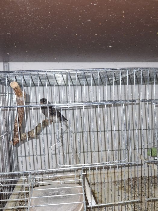 Kanarek samiec z grudnia 2024 roku