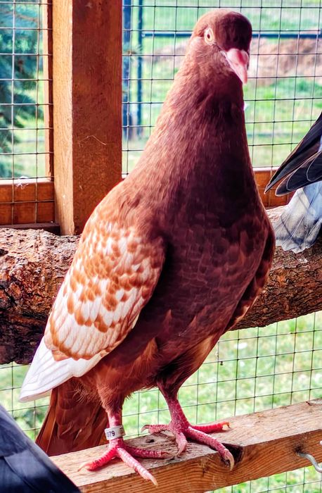 Rysie czerwone i żółte