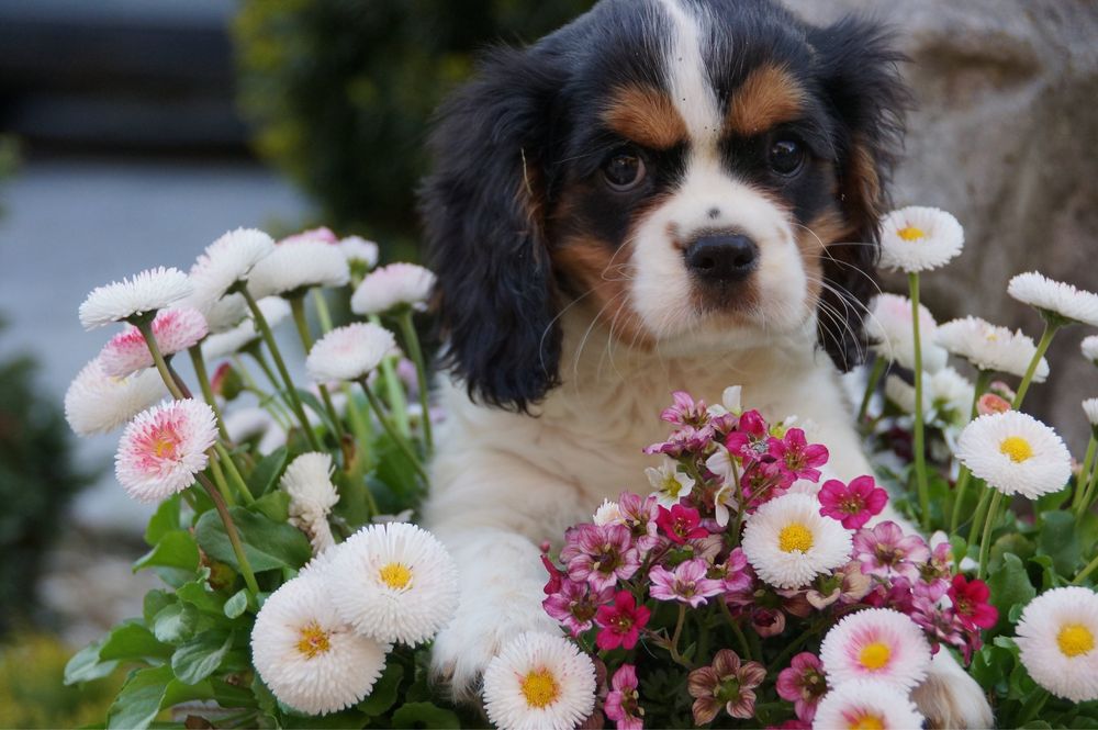 Suczka Cavalier King charles spaniel tri color