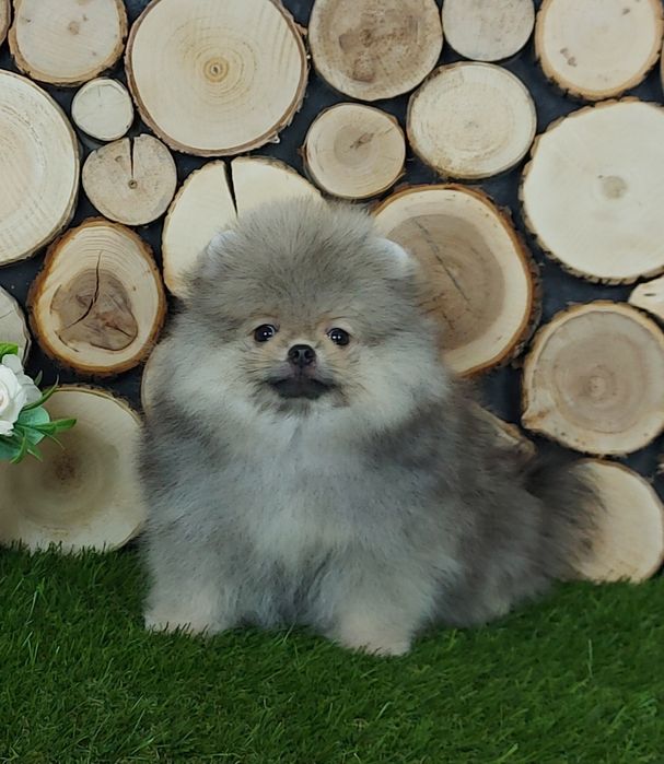 Очаровательная  девочка и мальчик померанского шпица