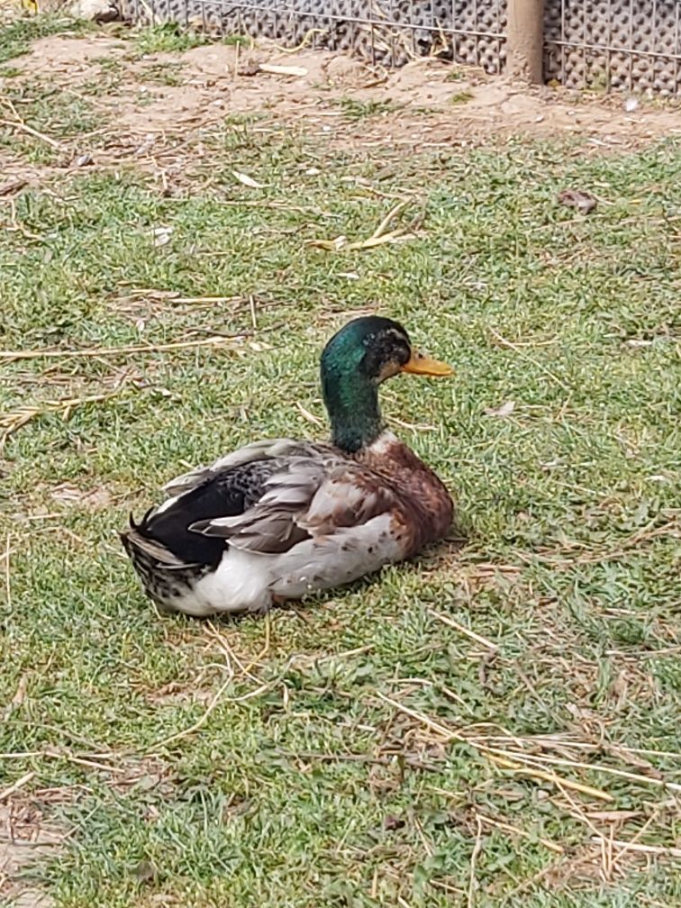 Patos Rouen - Casais