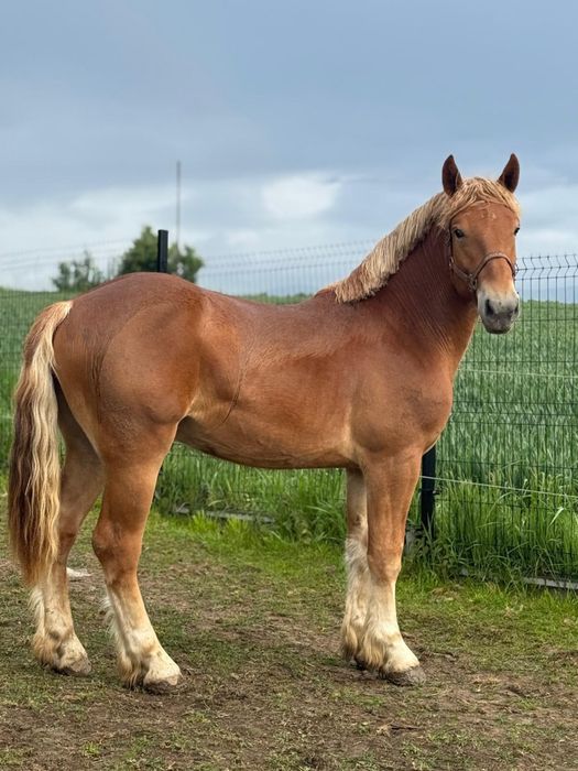 Sprzedam Wałacha 3 lata Styczeń