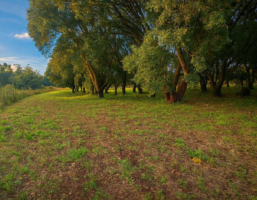 Serviços de limpeza de terrenos