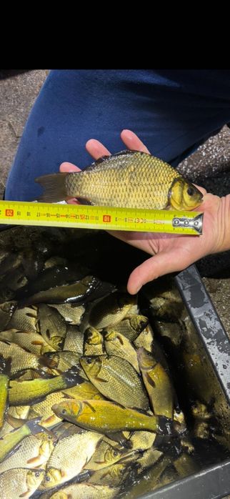 Narybek Karasia Złotego i Lina