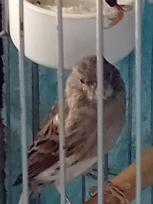 Canários Alecrim Português