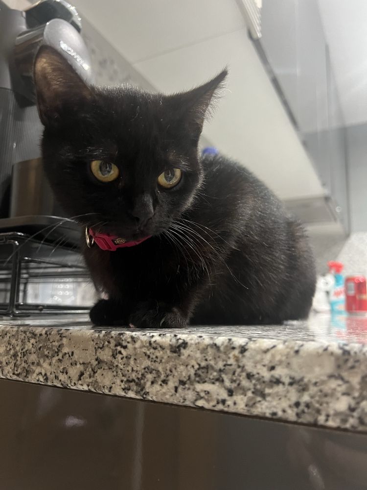 Gatinhos doces adoção