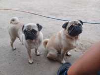 2 sunie i pies rasy mops