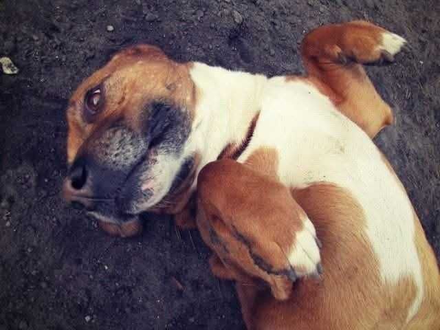 LAKI szuka domu. Pokochaj na zawsze