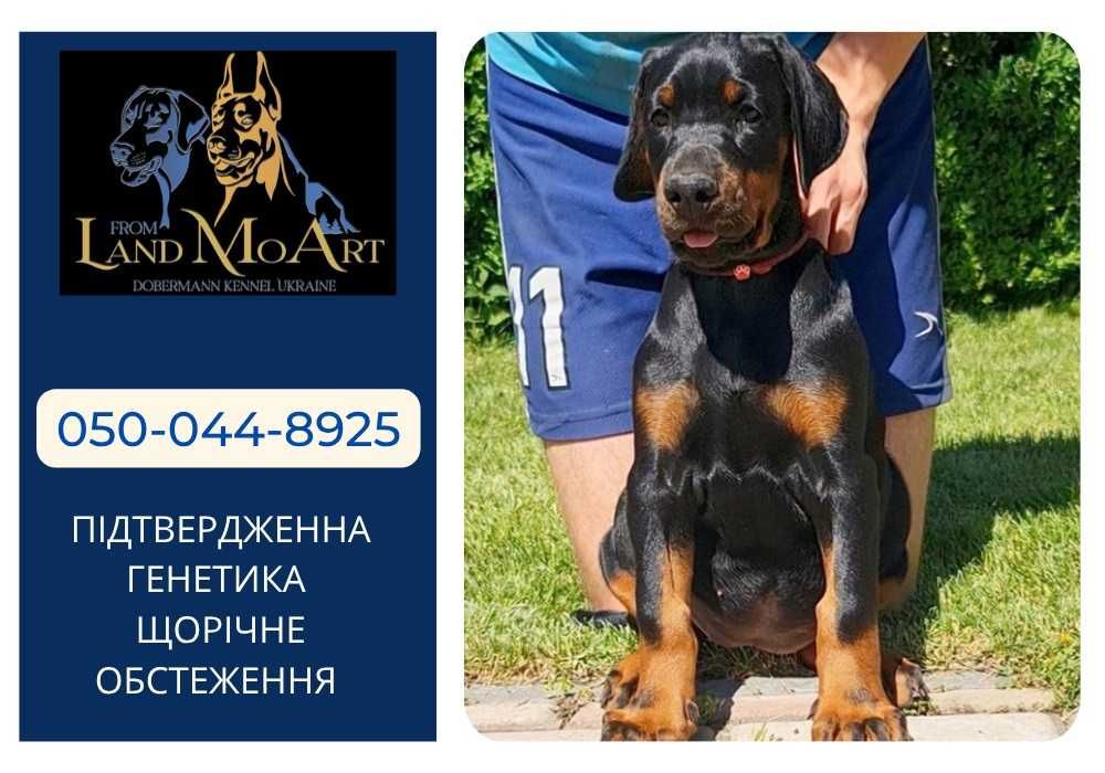 Щенки добермана, цуценята добермана, Чистокровні доберман, ДОСТАВКА
