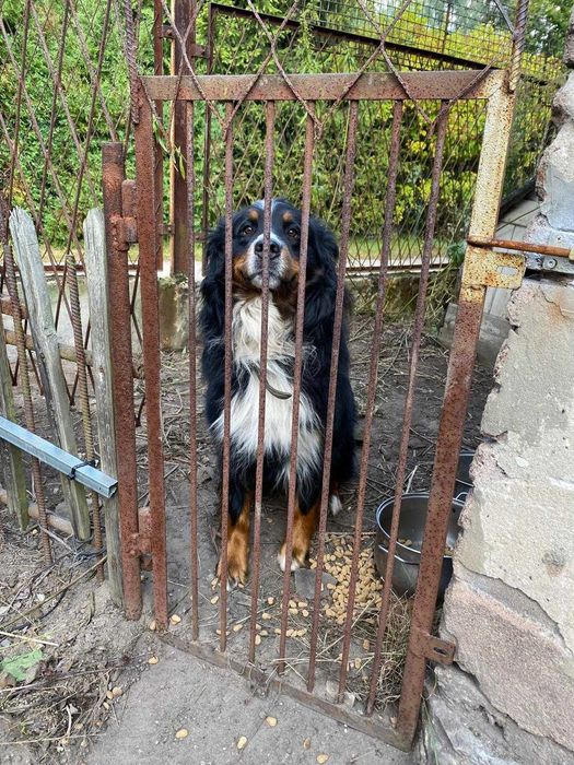 *REZERWACJA* Berneński pies pasterski (w typie)