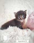 Piccolo kocurek Maine Coon z rodowodem FPL/FIFe