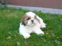 Shih Tzu tricolor z rodowodem