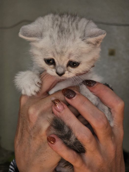 Продам шатланских .