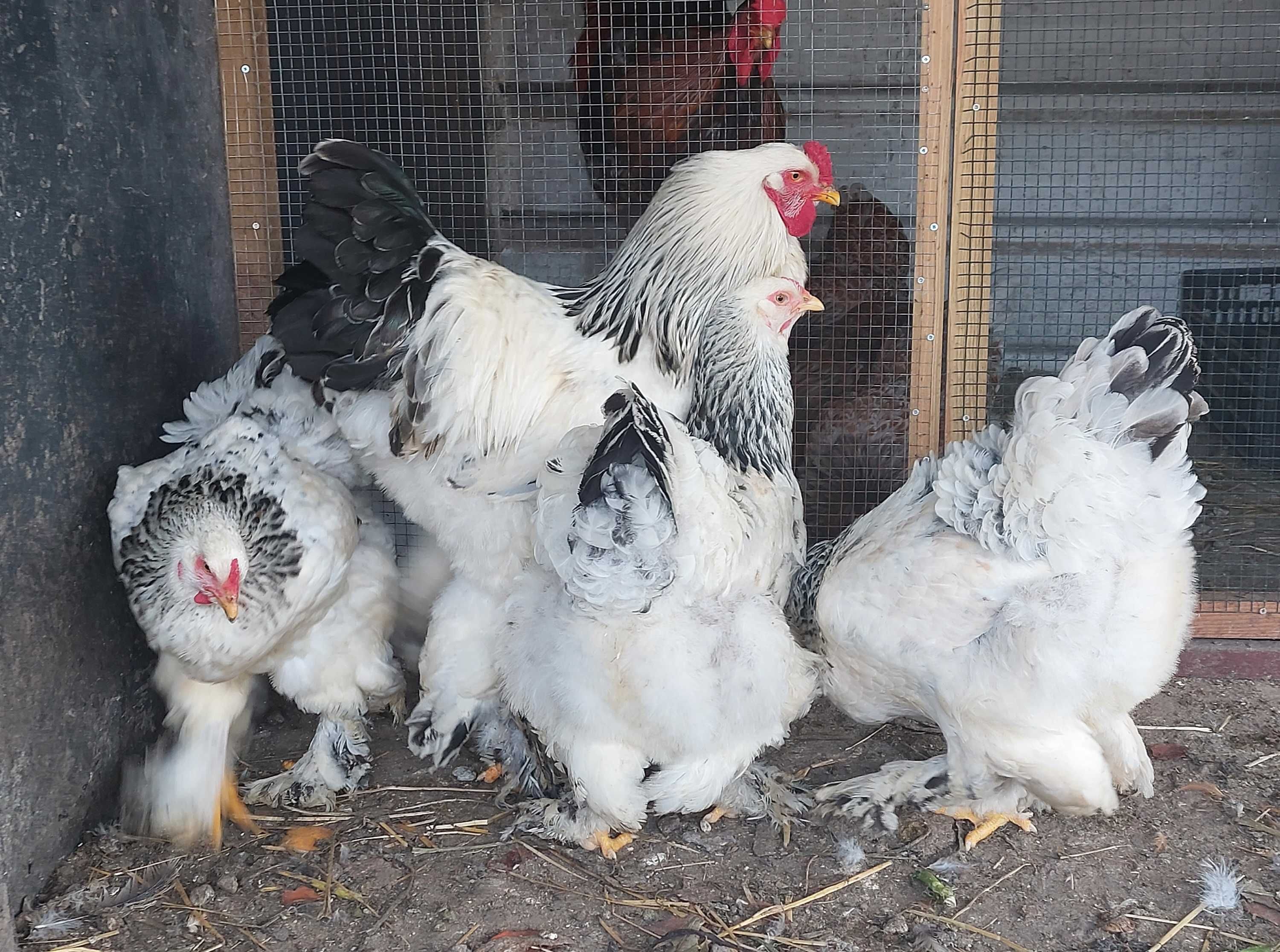 Ovos galados/ férteis disponíveis de wyandotte e brahma...