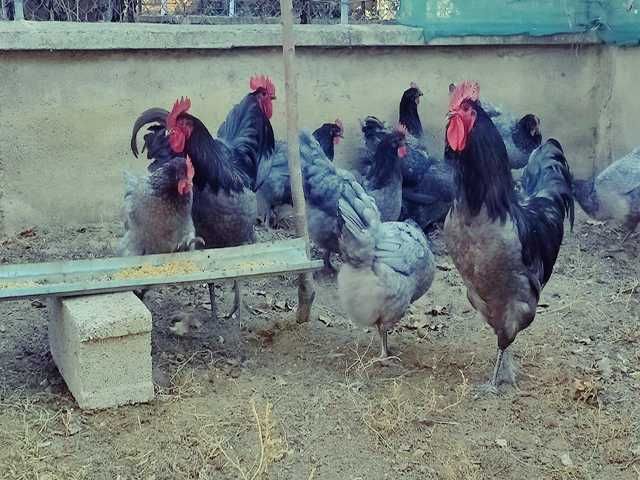 Інкубаційне яйце птиці різних порід Австралорп блакитний, чорний,спліш