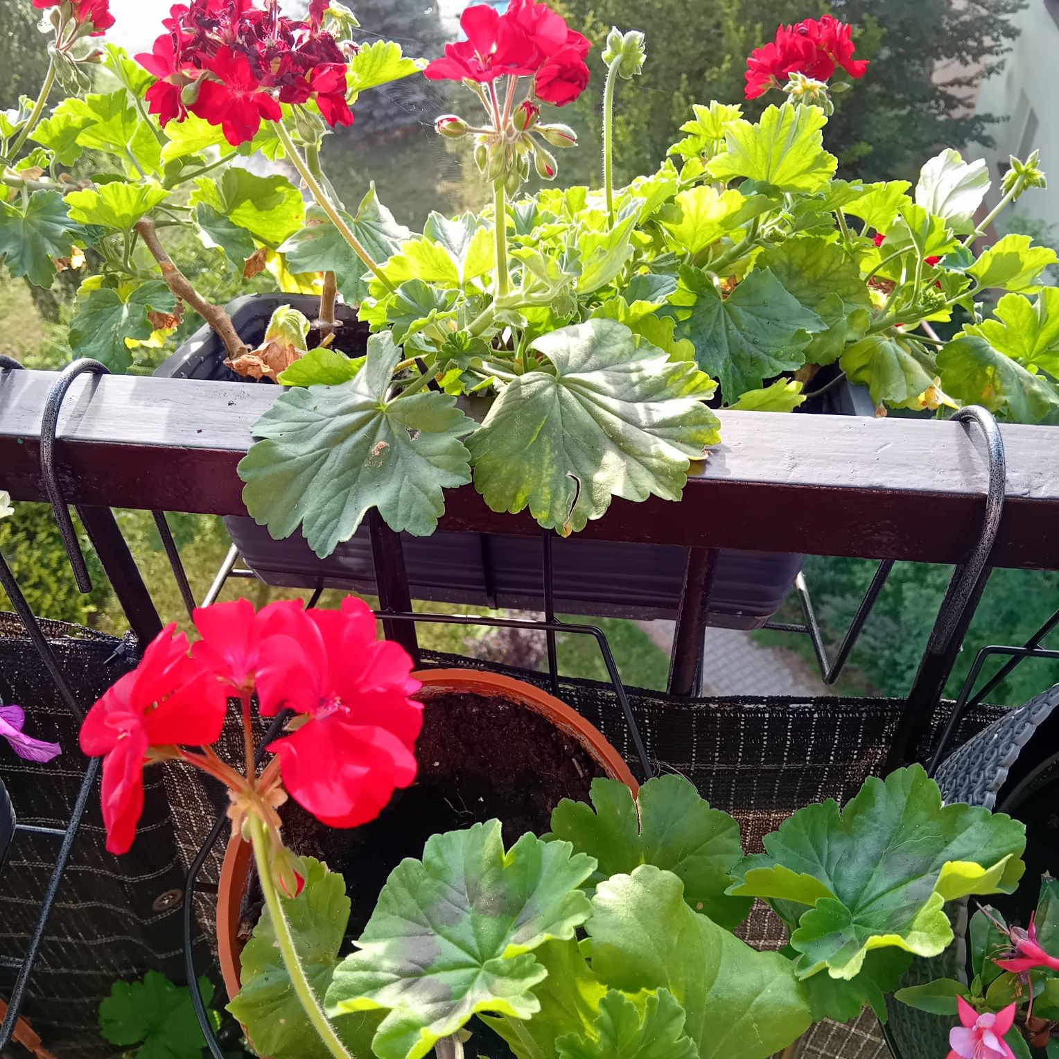 Pelargonia czerwona