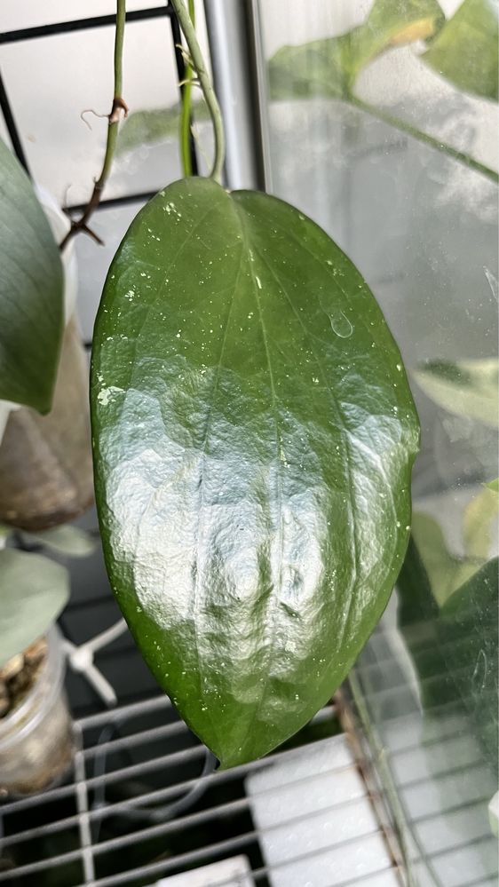 Hoya cinnamomifolia var. purpureofusca