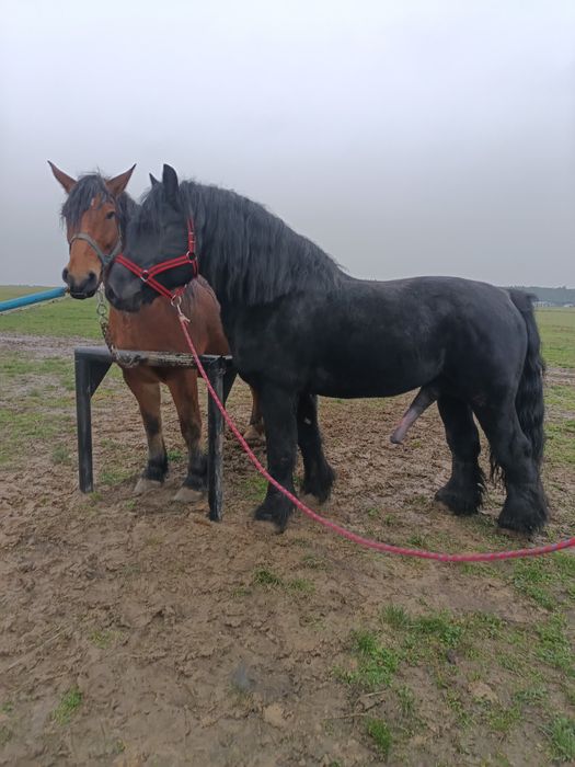 Ogier sztum reproduktor