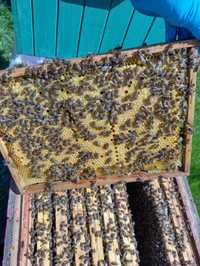 Odkłady pszczele wielkopolskie