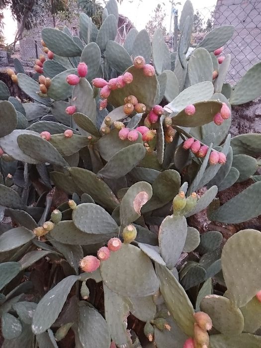 Figos da Índia fruta