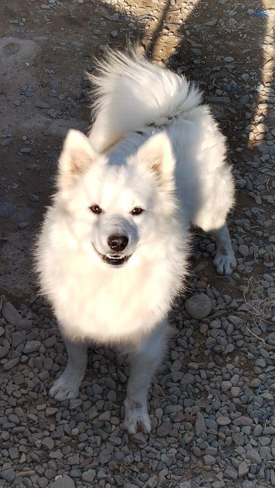 Sunia szpic niemiecki średni