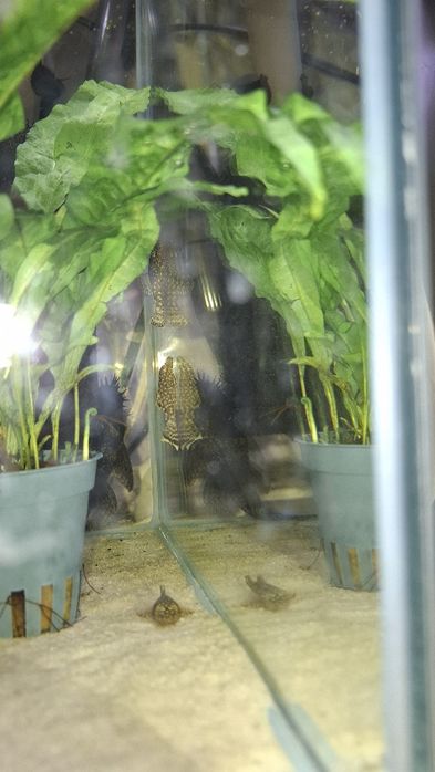 Zbrojnik pospolity glonojady