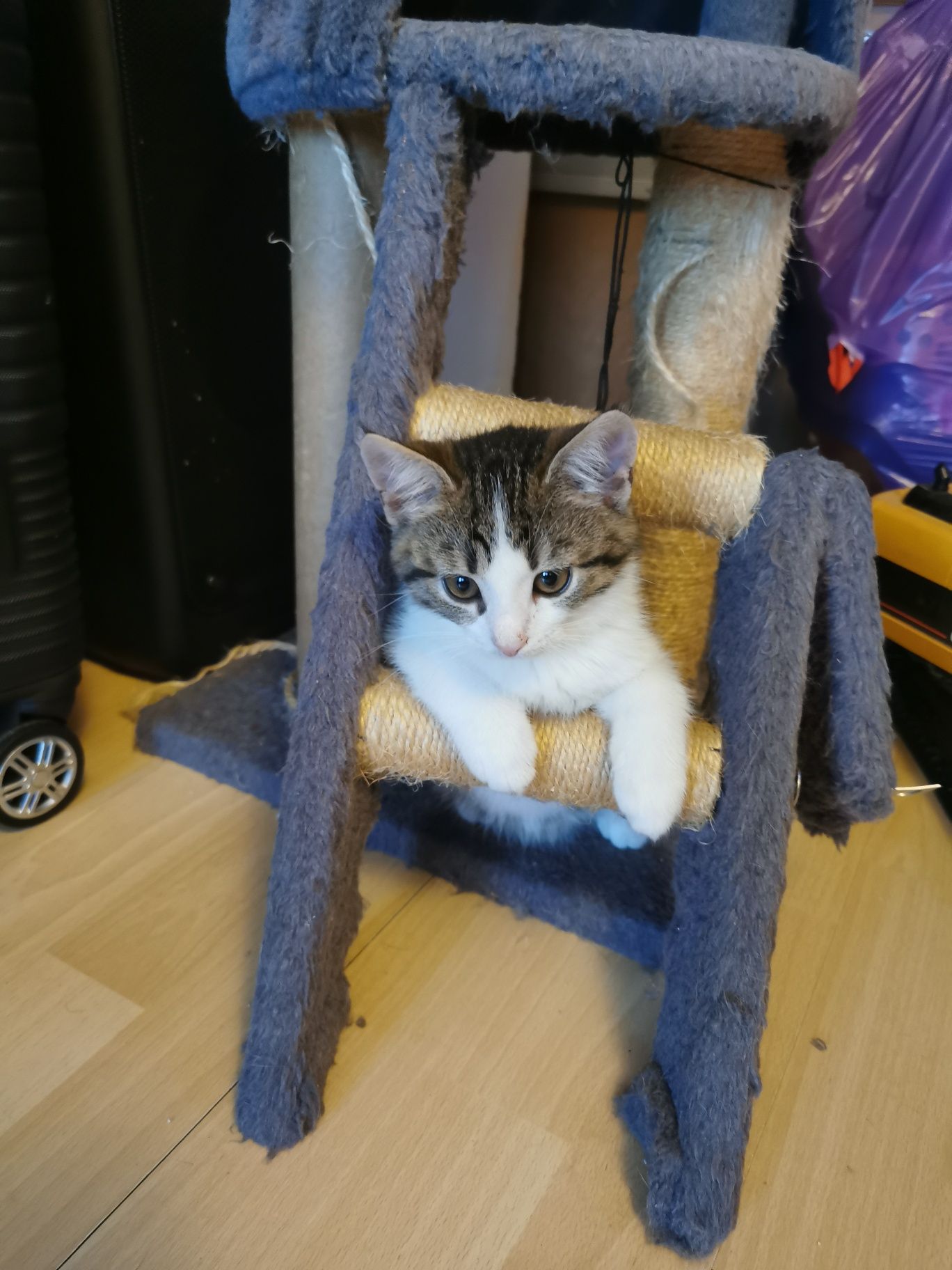 Kotki do adopcji