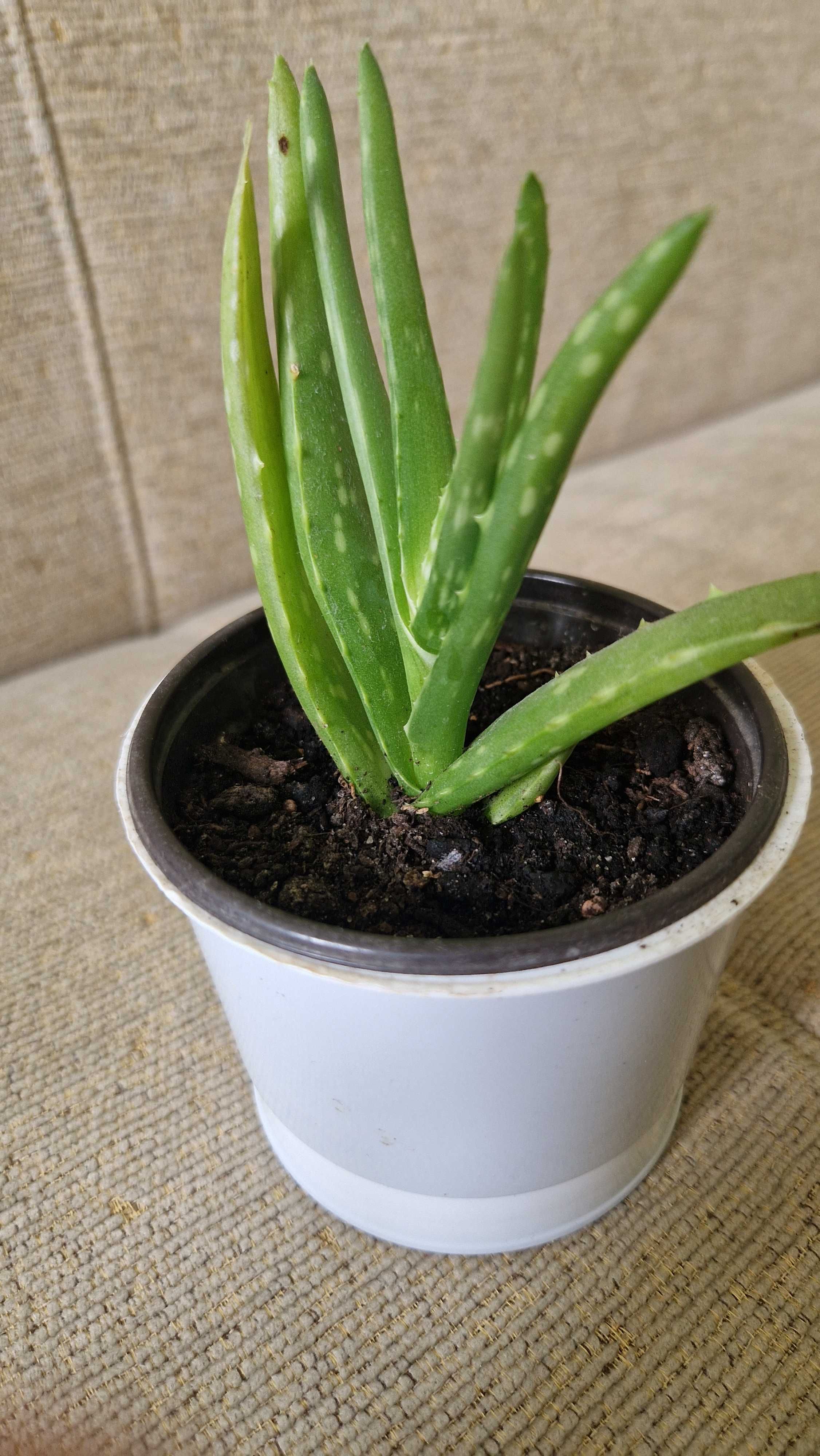 aloes vera roślina sukulent