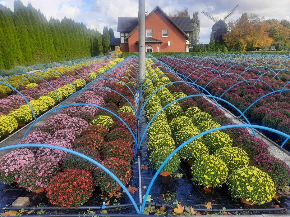 Chryzantemy drobnokwiatowe