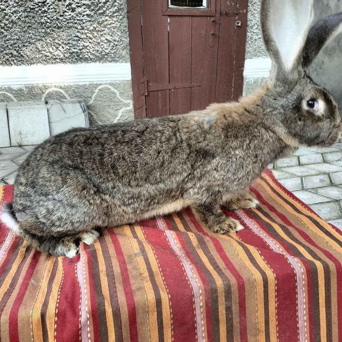 Кролики різних порід