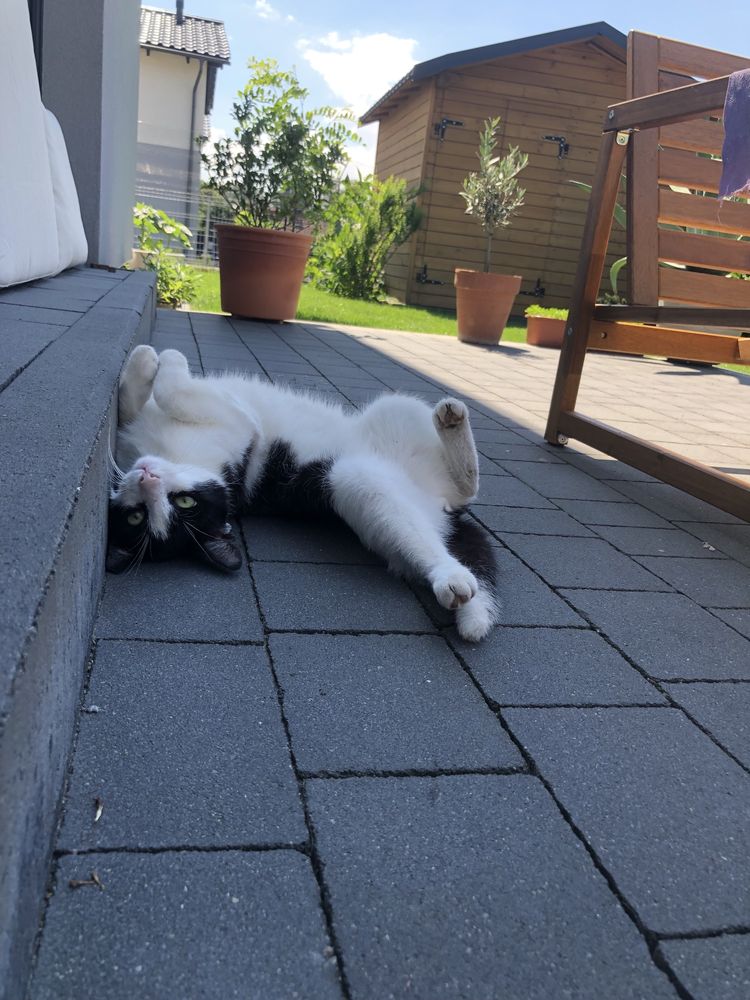 Pinki, którego nikt nie chce