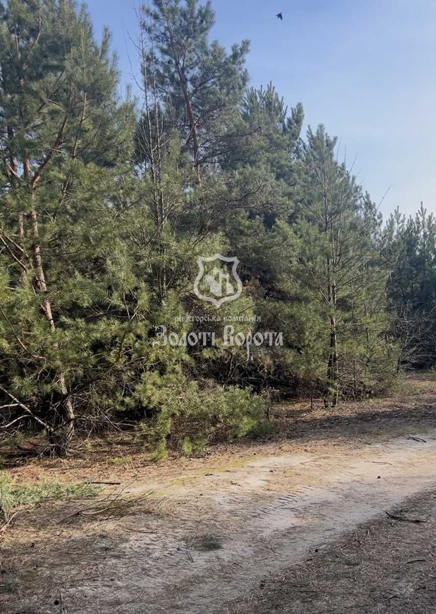 Ділянка під забудову, 20 га. Дзвінкове, Плесецьке, Васильківський р-н