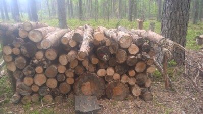 Drewno, gałęzie, wałki