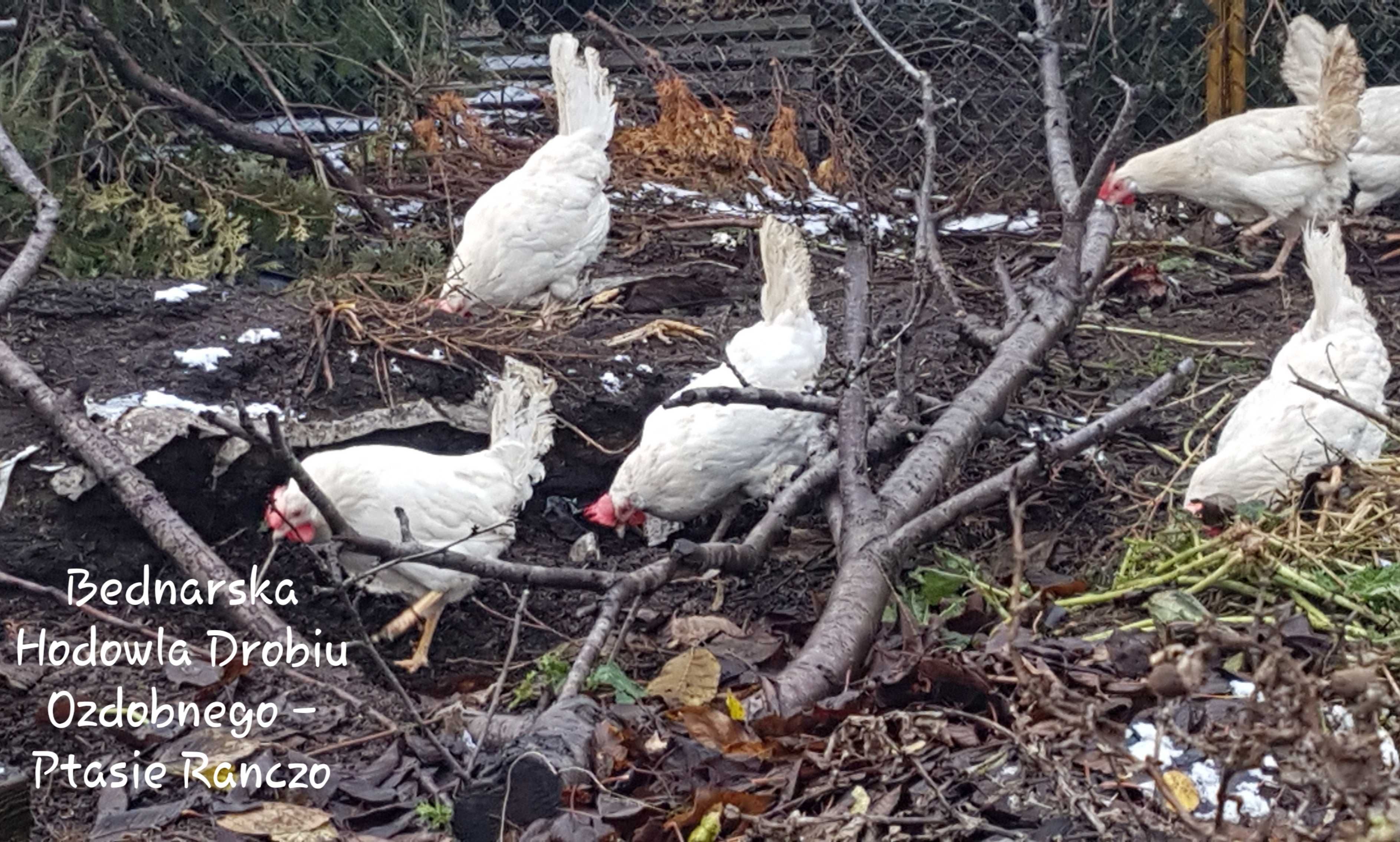 jajka, jaja lęgowe leghorn- inne rasy