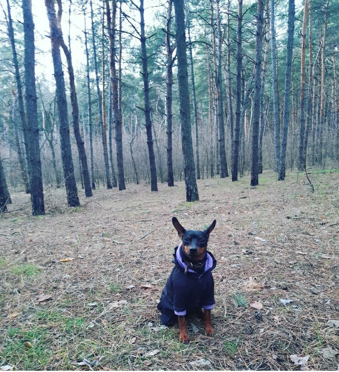 Вязка Цвергпинчер