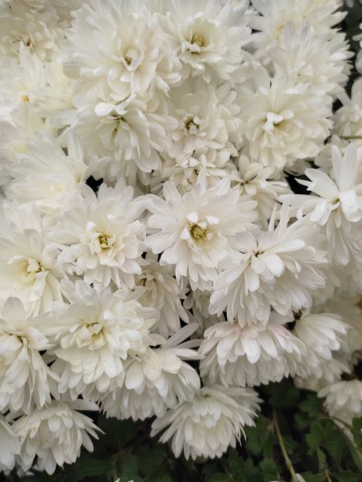 Мультифлора осіння