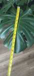 Monstera kwiat 120cm