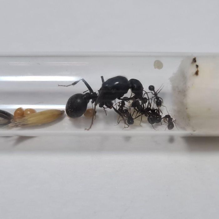 Messor Arenarius Kolonia Mrówek do Hodowli w Formikarium