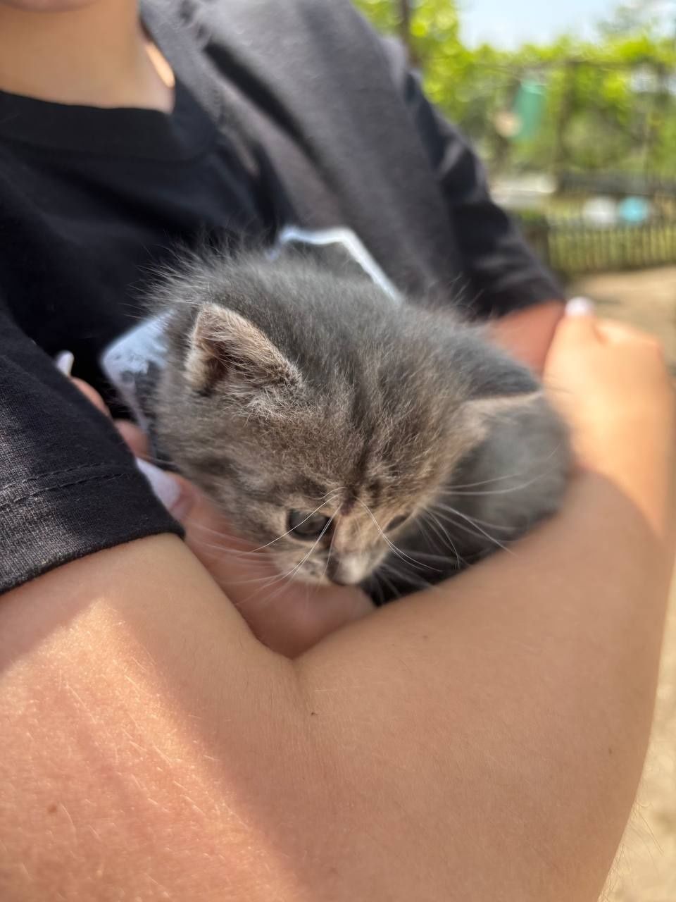 Бесплатно котята