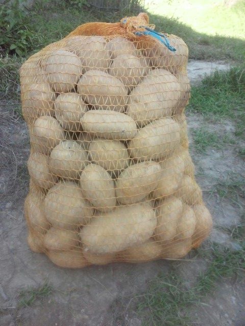 Świeże ziemniaki jadalne – Queen Anne i Tajfun