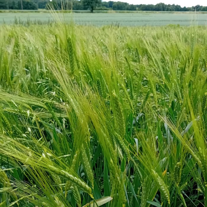 Mąka i otręby z płaskurki