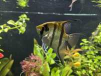Skalary Żaglowiec Pterophyllum